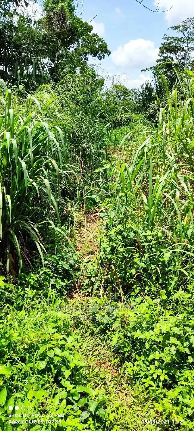 Cheapest Farm Land Dey Ogun State in Abeokuta South