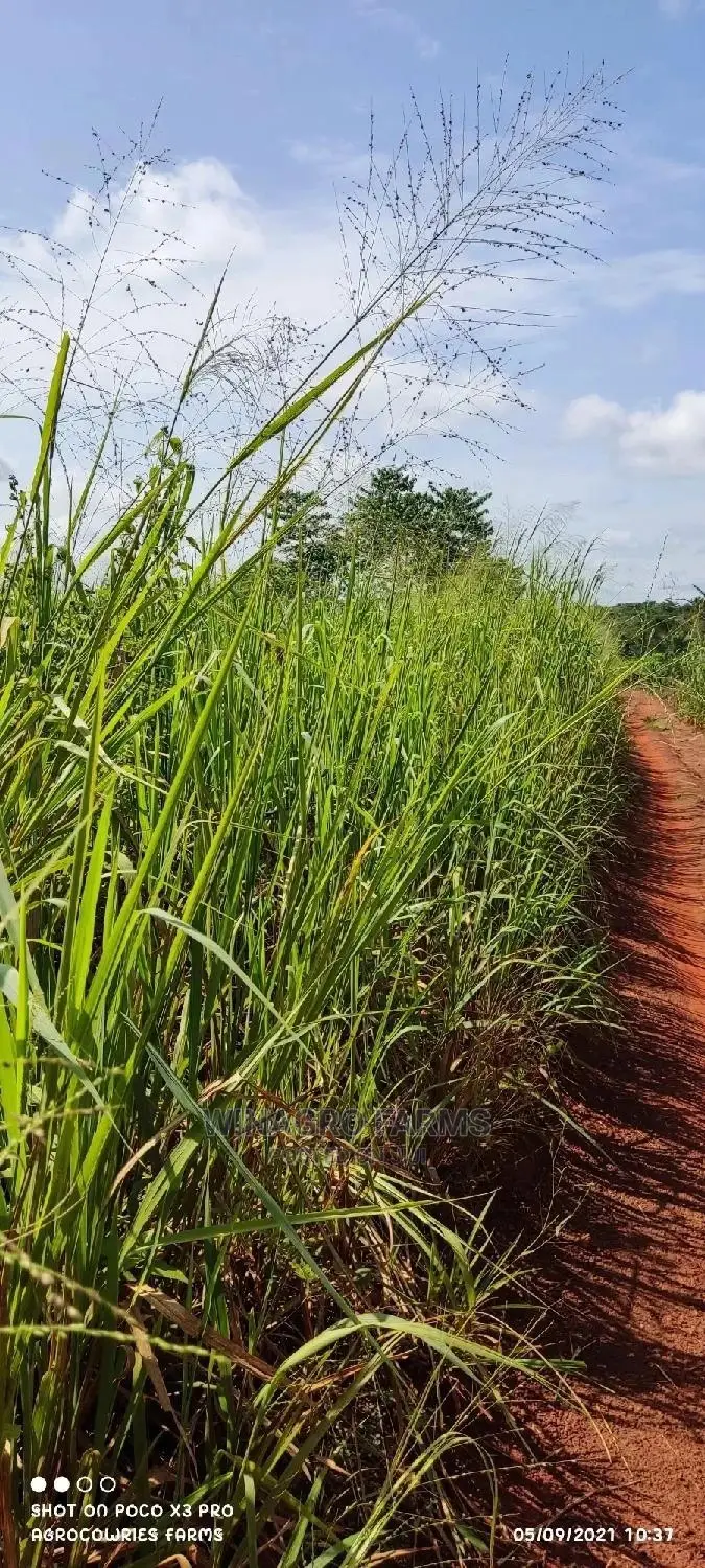 Cheapest Farm Land Dey Ogun State in Abeokuta South