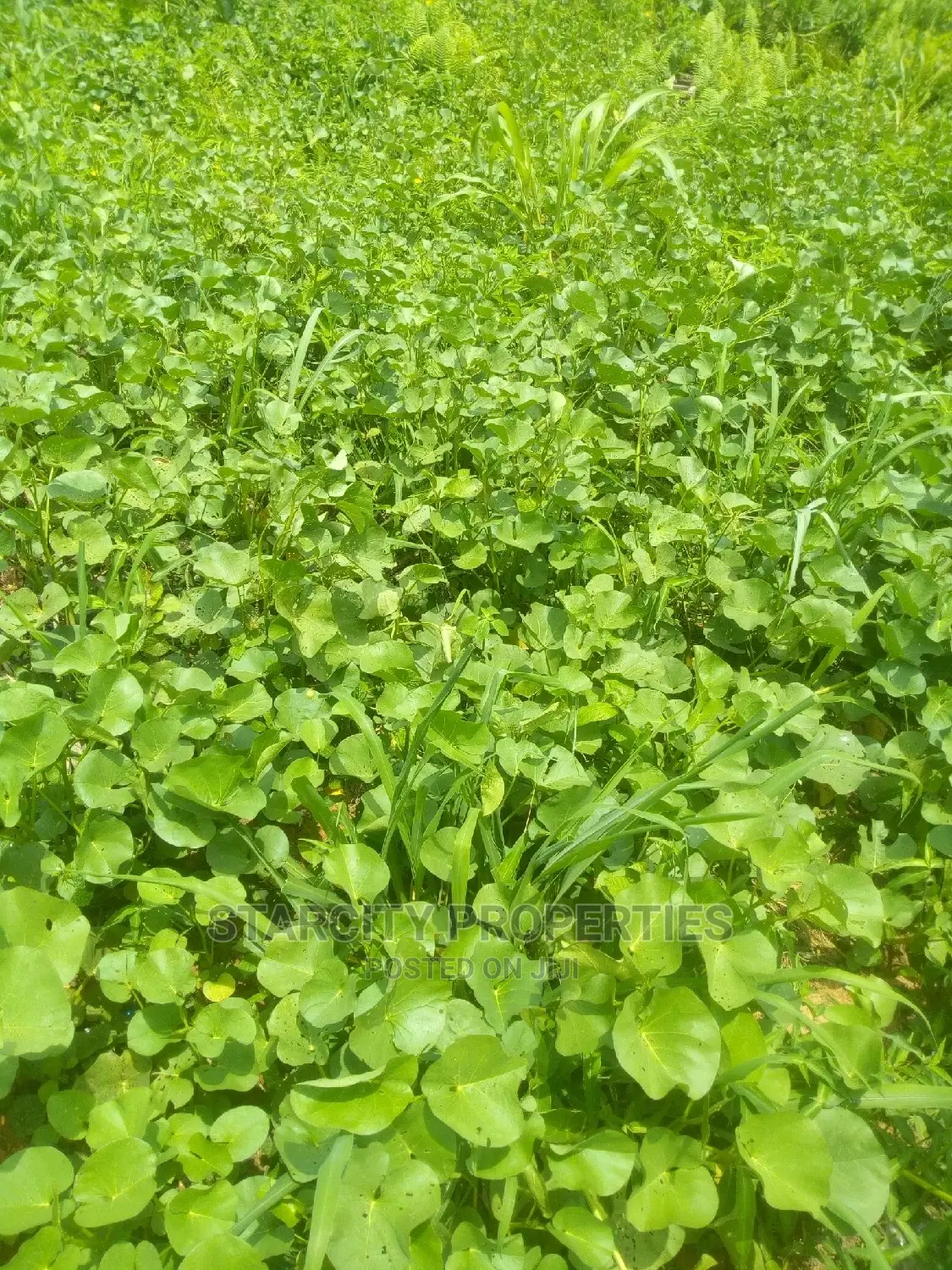 Farm Lands for Sale at Epe Close to Igbonla in Epe