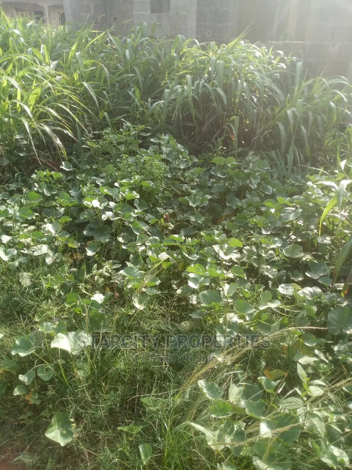 Cheap Plots of Land in Nando Close to Airport in Anambra East