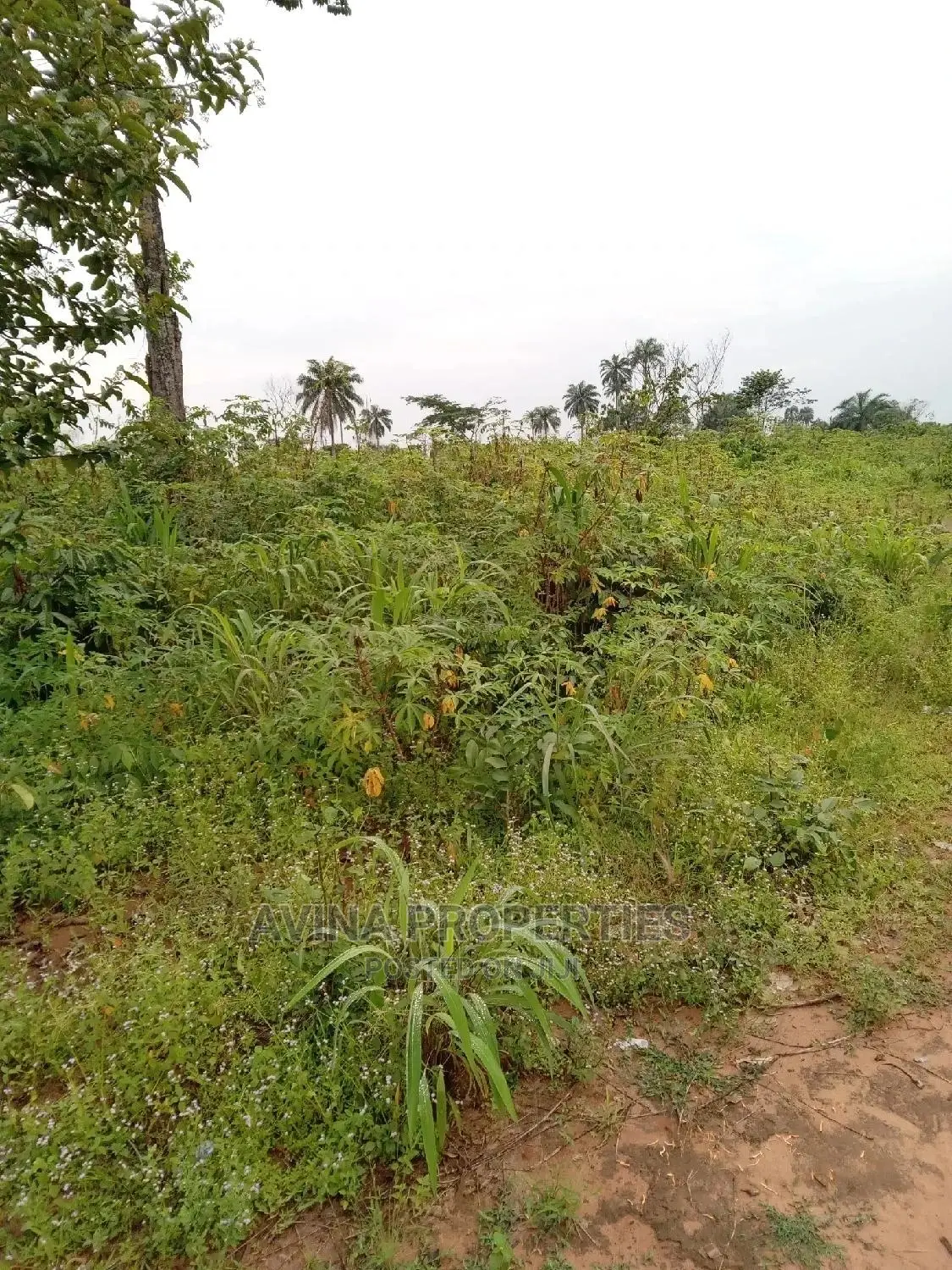 A Total of 14 Plots of Land Already Surveyed in Eziobodo in Owerri